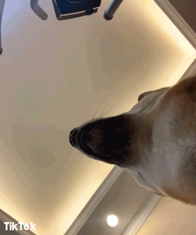 Video gif. We see a Shiba Inu dog from below as we look up at the ceiling. The dog looks away then down at us with his muzzle right in our face. 