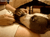 cat dogs GIF