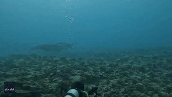 Diver Coaxes Huge Manta Ray to Swim Toward Her in Maldives