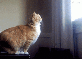 Ho GIF