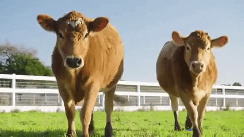 Walking Cow GIF by Mercy For Animals