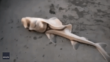 Diver Rescues Baby Shark Left to Die on Pier in Victoria