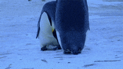 penguin grieving GIF