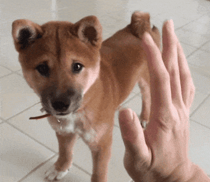 Doge Dogecoin GIF by Shibetoshi Nakamoto