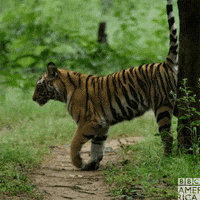bbc earth wow GIF by BBC America