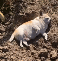 Shocked Go Away GIF