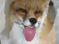 Fox GIF