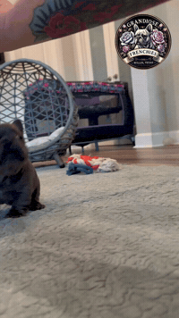 Stand-Up Gf GIF by Grandiose Frenchies