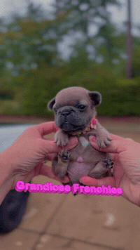 French Bulldog Dog GIF by Grandiose Frenchies