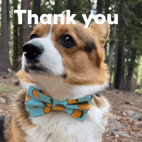 Dog Thank You GIF