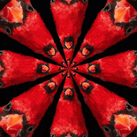 Red Bird Spiral GIF by WTEDRadio