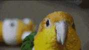 bird grooming GIF