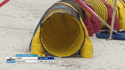 Espn Dogs GIF by American Kennel Club