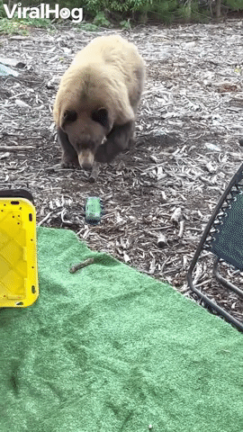 Raiding Bear Leaves Slobbery Sugar for Campers