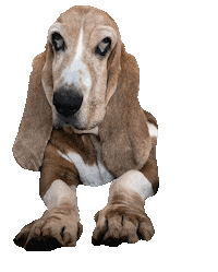 Cutie Cute Dog Sticker