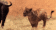 nat geo fight GIF by Nat Geo Wild 