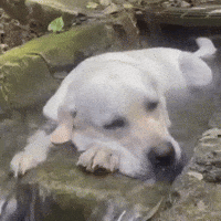 Yellow Lab Democrats GIF by Respective