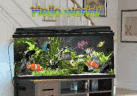 Fish Tank GIF