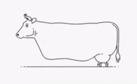 Cow Mem GIF