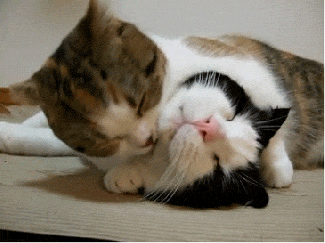 lick GIF
