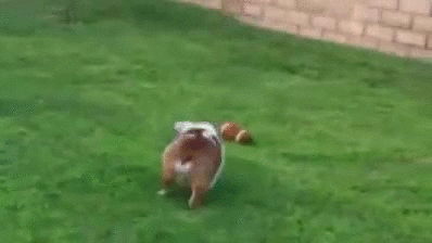 football GIF