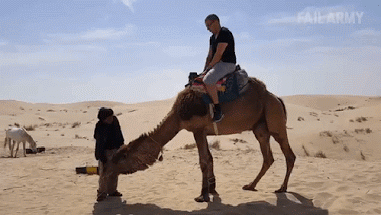 way camel GIF