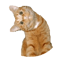 cat what STICKER by imoji