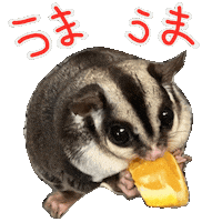 Funkyglider Sticker