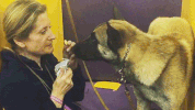 dog GIF by Westminster Kennel Club