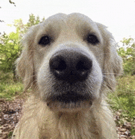 Bbem GIF