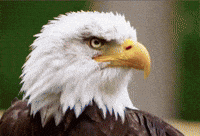Clubhouse Eagle GIF