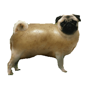pug STICKER by imoji