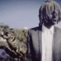 Music Video Seals GIF