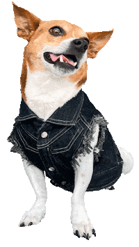 Jack Russell Guillermo Sticker by TakeThree Studio