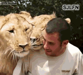 lion love GIF