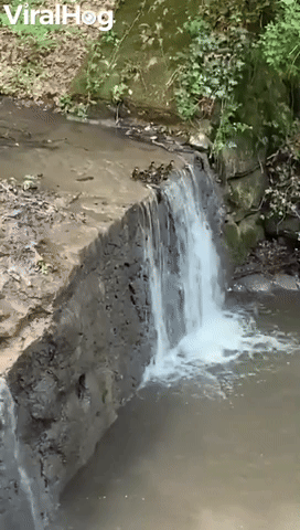 Little Ducklings Take a Leap of Faith to Follow Mama