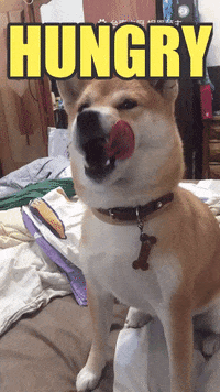 dog cute dogs GIF by Pamily