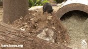 Endangered Species Australia GIF by Los Angeles Zoo