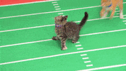 the kitten bowl football GIF by Hallmark Channel