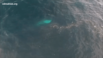 Feeding Fin Whales Dive and Surface Off Spanish Coast
