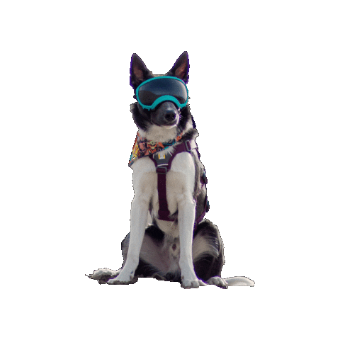 Star Wars Dog Sticker by Geekster Pets