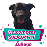 Bagobolivia Sticker by Salud y Bienestar Bagó