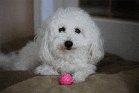 dog wink GIF
