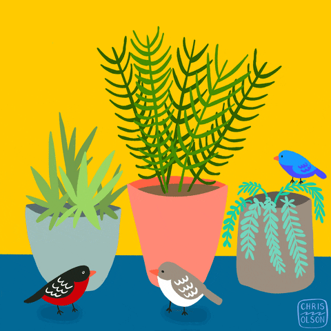 chriscocomedia love heart birds succulents GIF