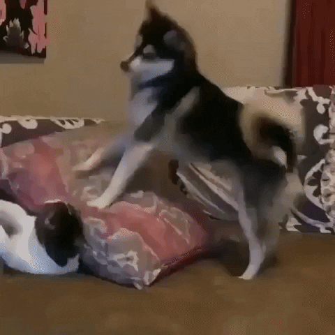 cuteanimalland giphyupload GIF