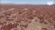 atacama desert news GIF by NowThis 