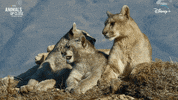 Relaxing Nat Geo GIF by National Geographic Channel