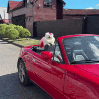 hilariadulcinea mood lifestyle cute dog pomeranian GIF