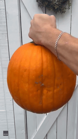 Clever Chicken Keeper Enlists Hens' Help to Make Jack-O'-Lantern