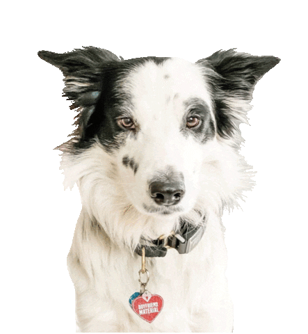 Border Collie Puppy Sticker
